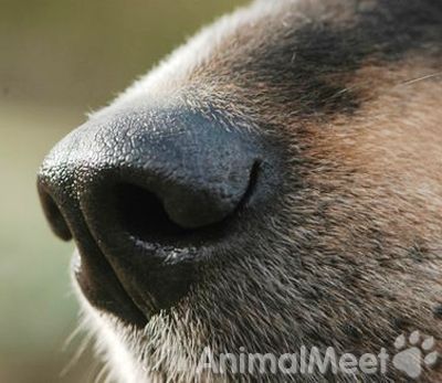 Собачий нос: факты и мифы
