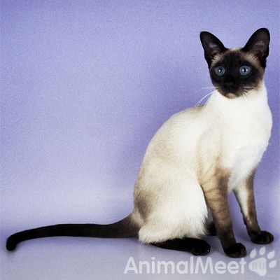 Сиамская кошка Сиамская кошка