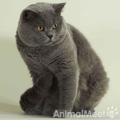 Британская короткошерстная кошка Британская короткошерстная кошка