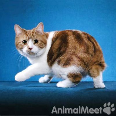 Кимрийская кошка (Мэнская кошка)