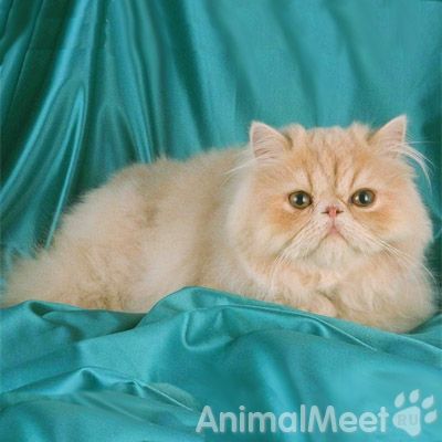 Экстремальная персидская кошка