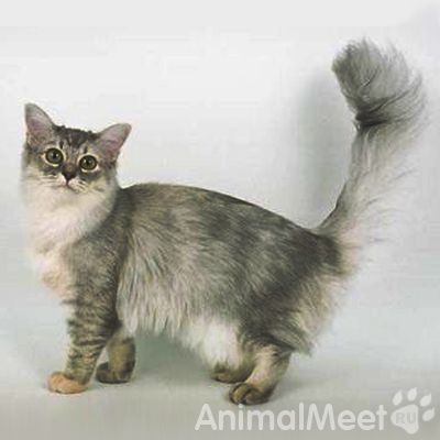 Азиатская полудлинношерстная кошка