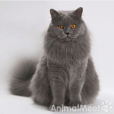 Британская длинношёрстная кошка — Знакомства домашних животных
