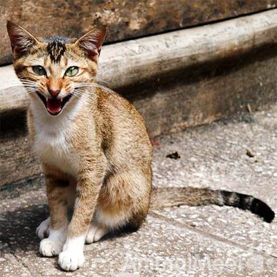 Цейлонская кошка (кошка Шри-Ланки)