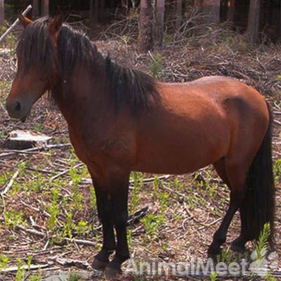 Азорская лошадь