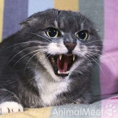 Агрессивная кошка