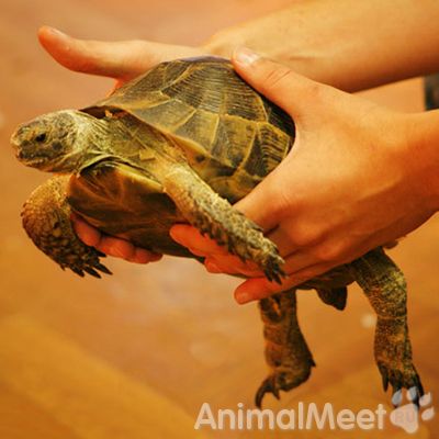 Преимущества домашних черепах