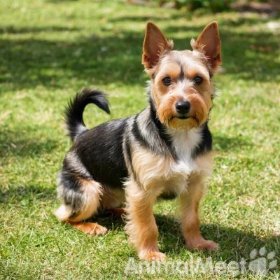 Всё об австралийском терьере