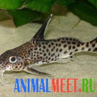 Синодонтис (Synodontis)