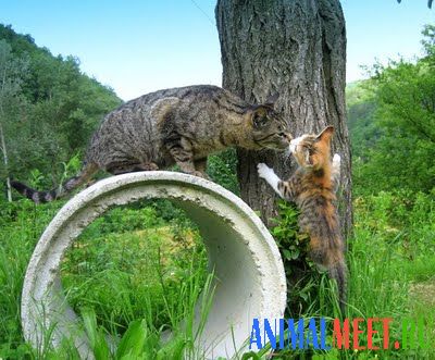 Котенок ползет на дерево