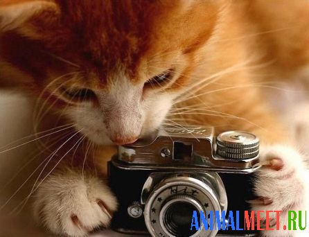 Котенок и фотоаппарат