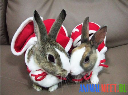 Два рождественских зайчика