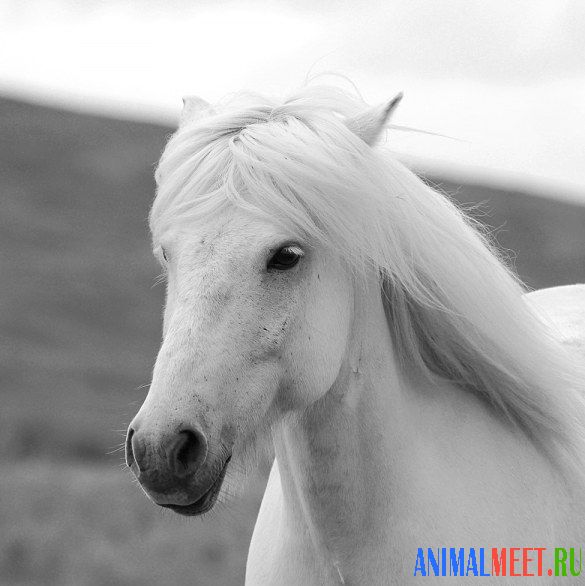 Белая лошадь черно-белое фото