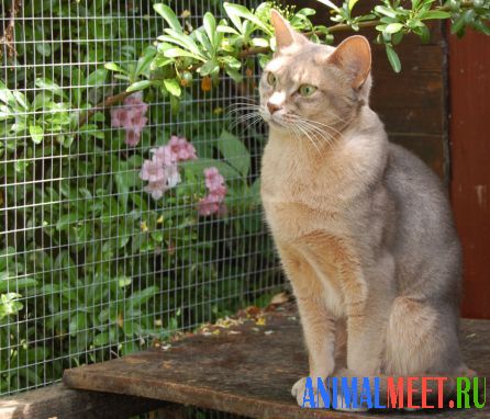 Голубая абиссинская кошка
