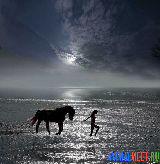 Лошадь и девушка идут по воде