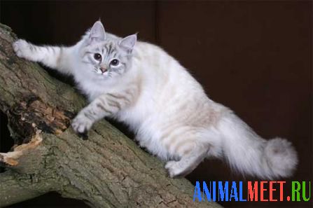 Красивая кошка на дереве