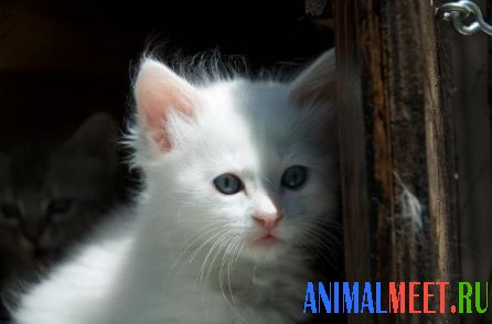 Котенок ангорской кошки