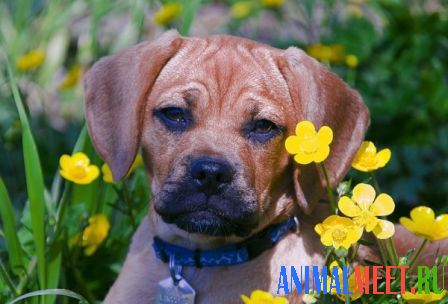 Собака в желтых цветках
