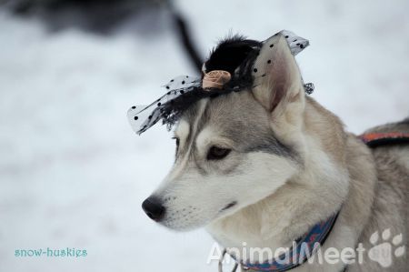 Хаски иии.... шляпки!1401