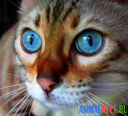 Голубые глаза бенгальской кошки