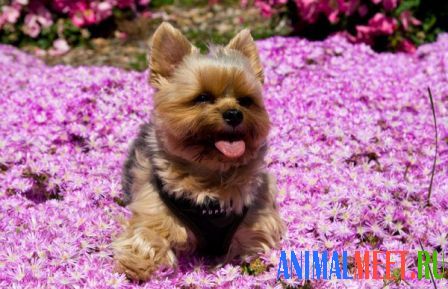 Собака на цветочной поляне