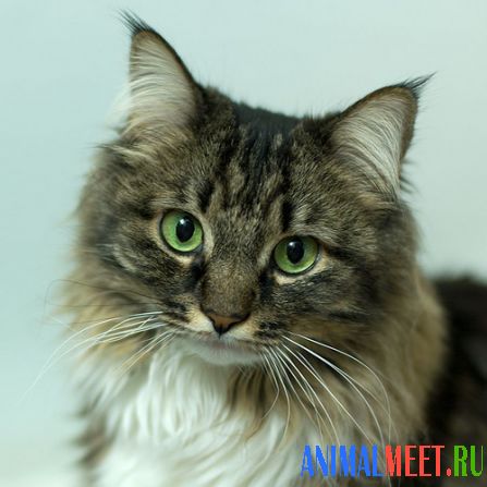 Красивый котенок с зелеными глазами