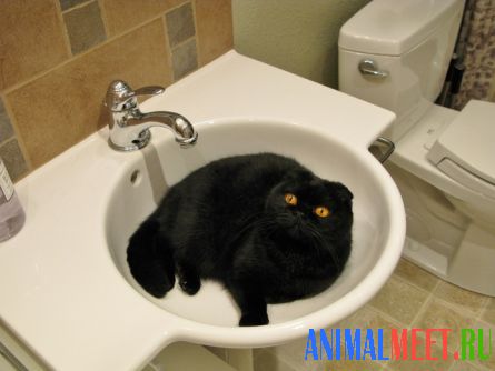 Черная кошка лежит в раковине