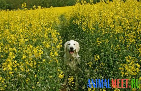 Собака на цветочном лугу
