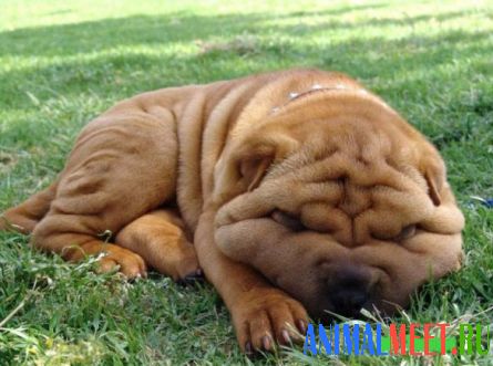 Собака спит на траве