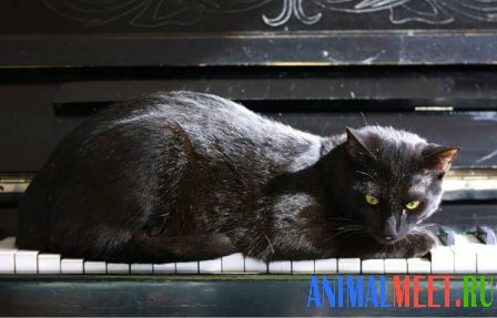 Кошка на рояле
