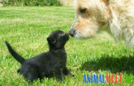 Собака и черный котенок на траве