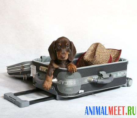 Собака сидит в чемодане