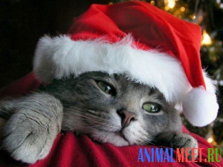 Котенок в колпаке Санта Клауса