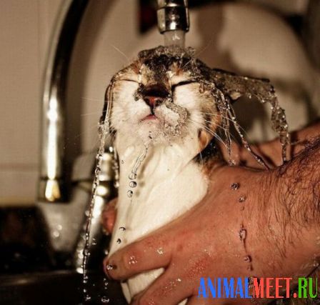 Кошку моют под краном