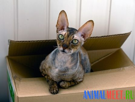Кот (порода корниш-рекс) сидит в коробке