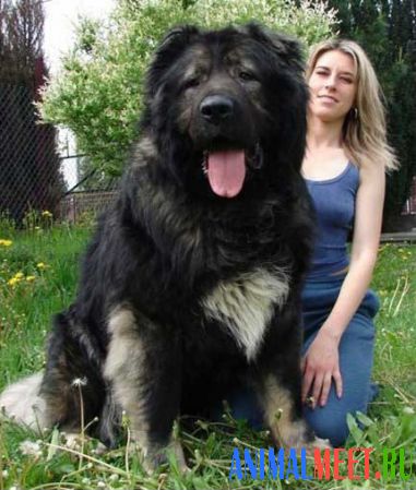 Огромная собака