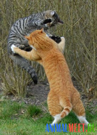 Кошачьи прыжки фото 1