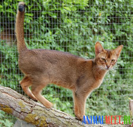 Абиссинская кошка на дереве