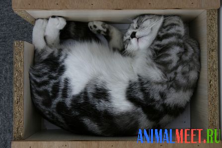 Кошка в деревянной коробке