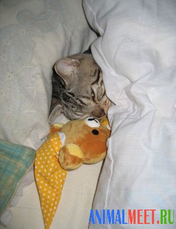 Кошка спит под одеялом с игрушкой