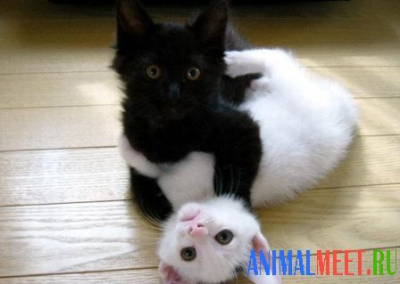 Белый и черный котята играют