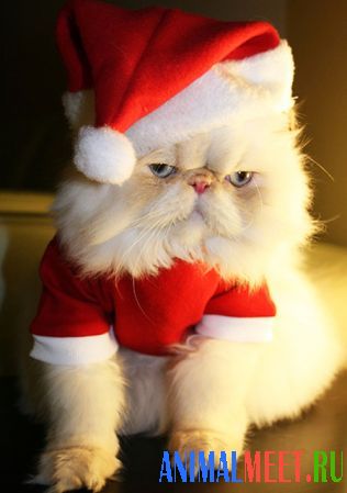 Кошачий Санта Клаус