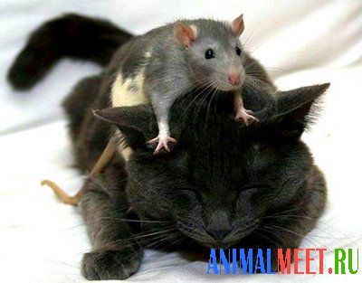 Мышка на голове у кошки
