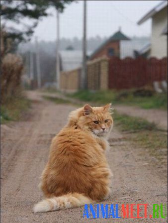 Кот сидит на дороге