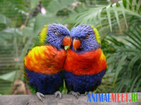 Два влюбленных попугая