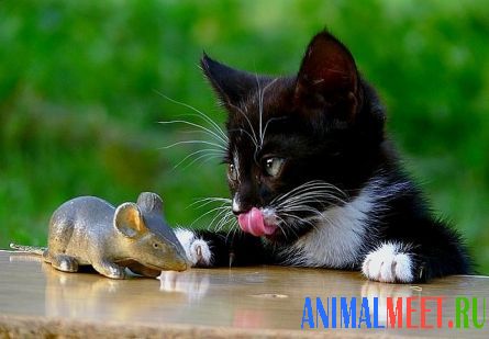 Котенок хочет съесть деревянную мышку