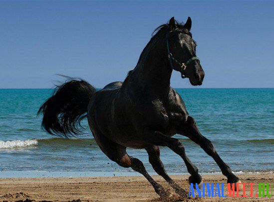 Черная лошади у моря