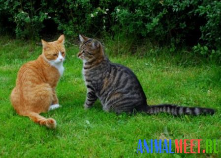 Кошки на траве