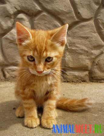 Недовольный рыжий котенок