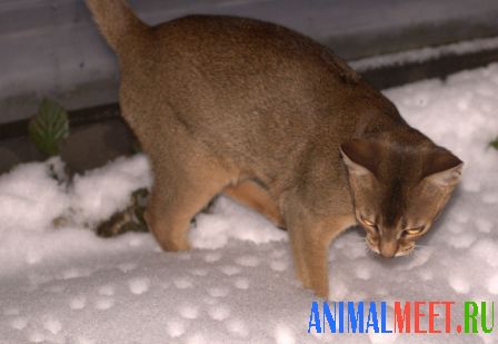 Абиссинская кошка в снегу